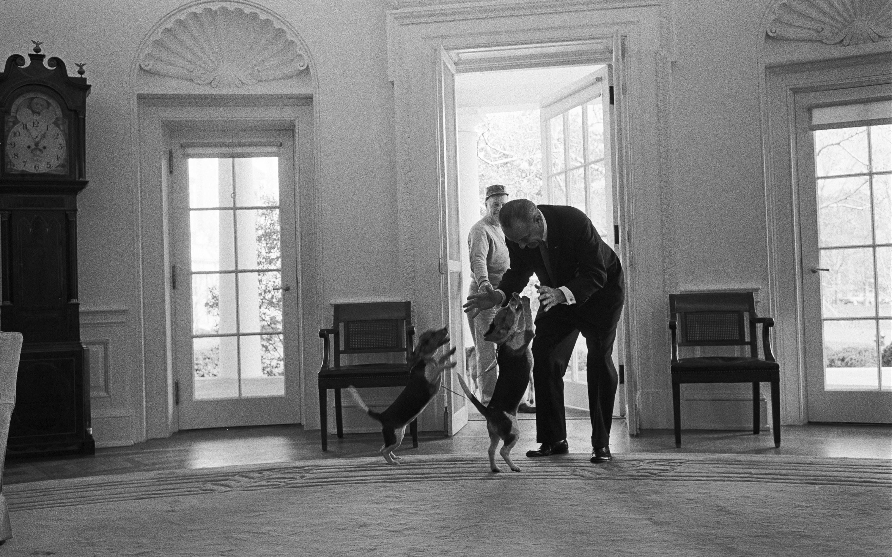 President Johnson plays with two beagles in the Oval Office.