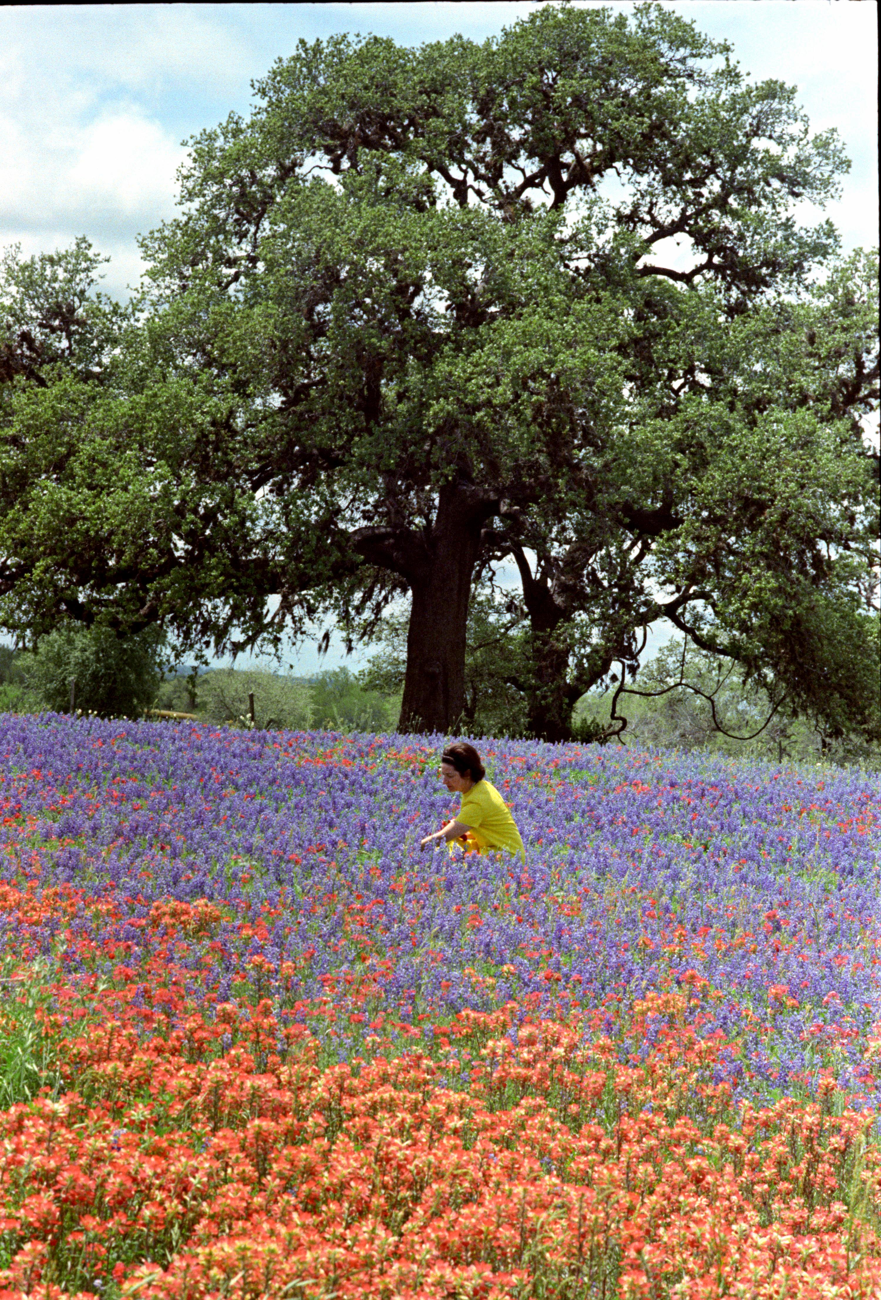 Lady Bird Johnson among Texas wildflowers.
